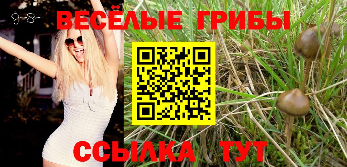 Можайск  Псилоцибиновые грибы Psilocybine cubensis  Вход с VPN 